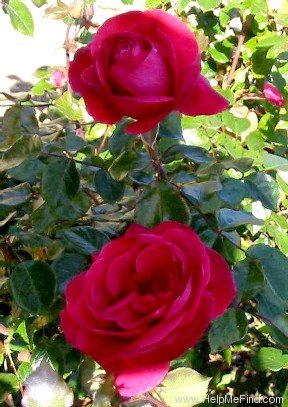 'Shining Ruby' rose photo