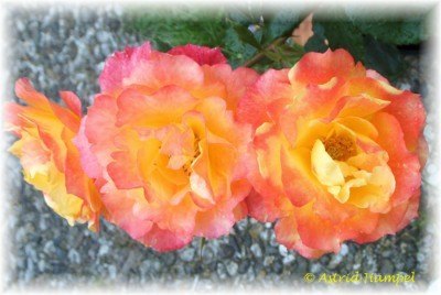'Asha'  photo