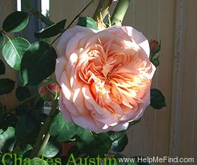 'Charles Austin ' rose photo