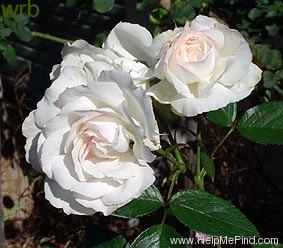'White Radox Bouquet' rose photo