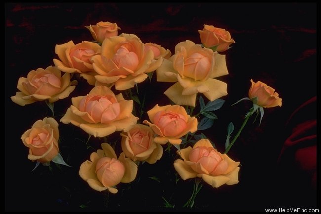 'Amber Nectar' rose photo