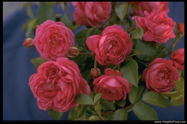 'Ascot Bonnet' rose photo