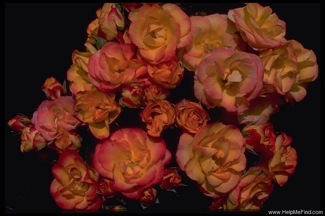 'Golden Hope' rose photo