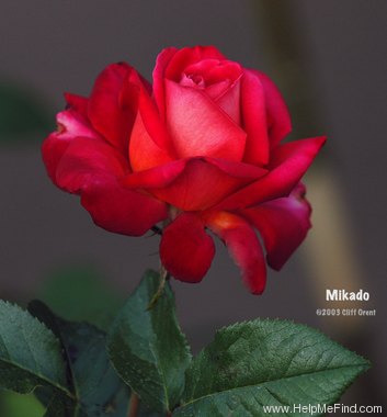 'Mikado ™ (hybrid tea, Suzuki, 1987)' rose photo