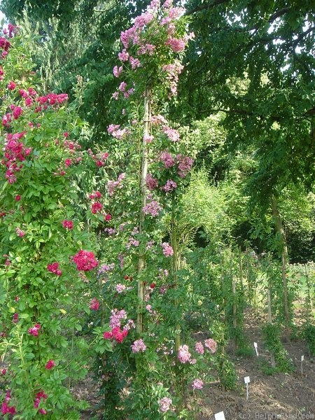 'Leuchtstern' rose photo