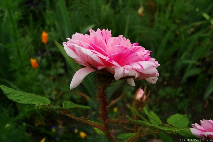 'Oeillet panaché (moss, Verdier, 1888)' rose photo