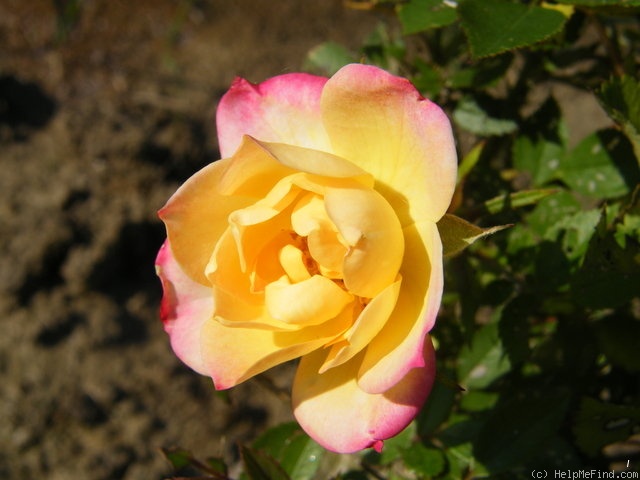 'Baby Masquerade ®' rose photo