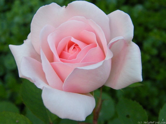'Clair Renaissance ™' rose photo