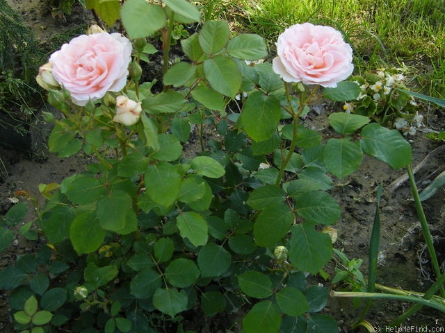 'Clair Renaissance ™' rose, click to enlarge 'Clair Renaissance ™' rose photo