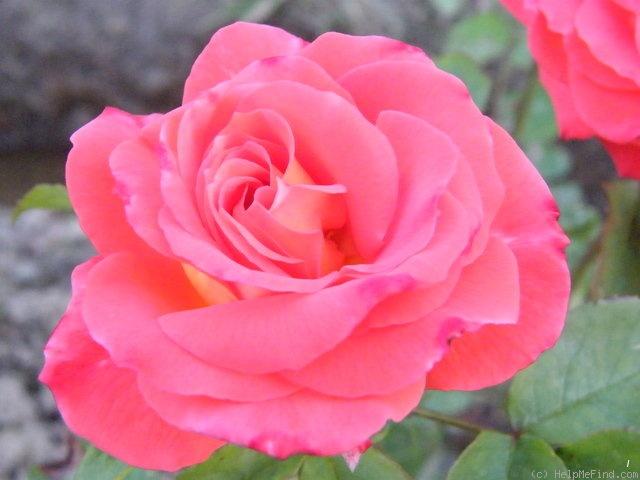 'Troika ®' rose photo