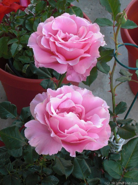 'Bewitched (hybrid tea, Lammerts, 1967)' rose photo