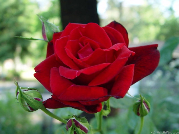 'Peggy Rockefeller ™' rose photo