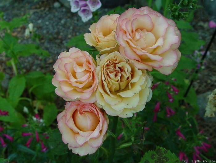 'Tabasco® (florists rose, NIRP, 2006)' rose photo