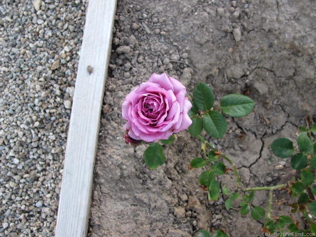 'Magenta (floribunda, Kordes 1954)' rose photo