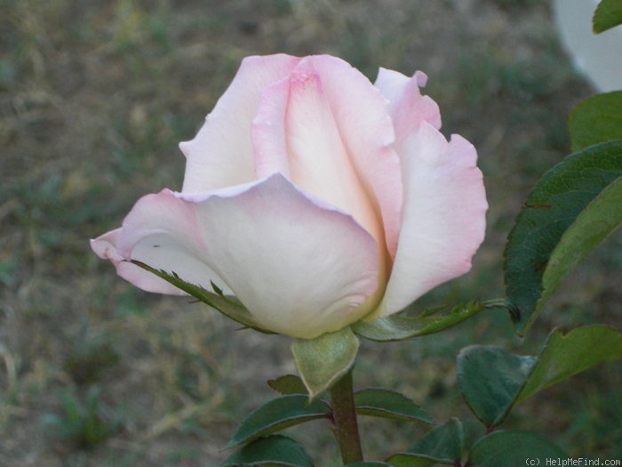 'Pink Promise (hybrid tea, Coiner, 2005)' rose photo