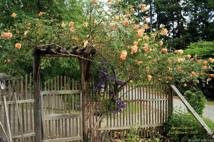 'Royal Sunset' rose, click to enlarge 'Royal Sunset' rose photo