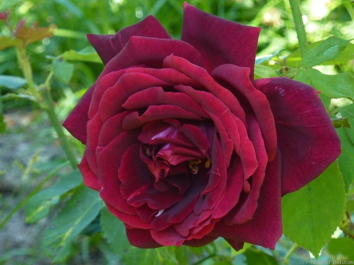 'Papa Meilland ® (Hybrid Tea, Meilland, 1963)' rose photo