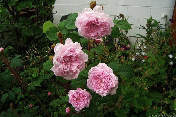 'Cumberland Belle' rose photo