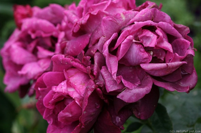 'Intrigue ' Rose Photo