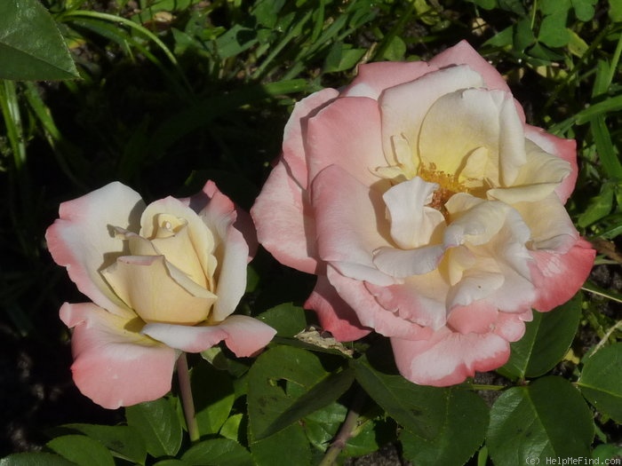 'Laetitia Casta ®' rose photo