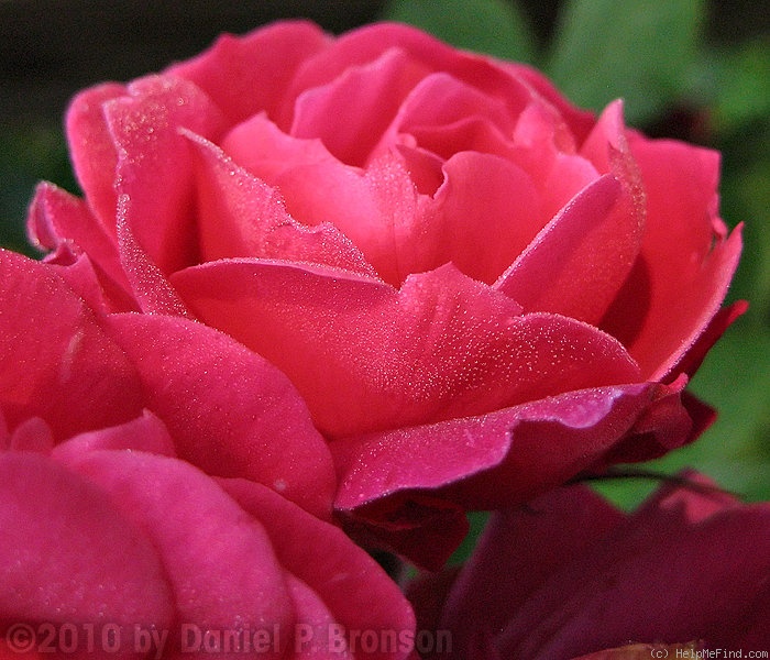 'Alexander MacKenzie' rose photo