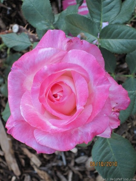 'California Dreamin' ™' rose photo