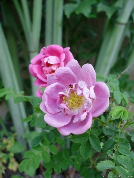 'William III' rose photo