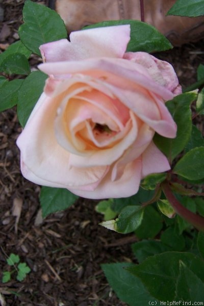 'Queen Mab' rose photo