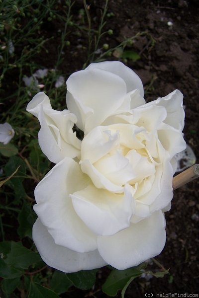 'Niphetos' rose photo