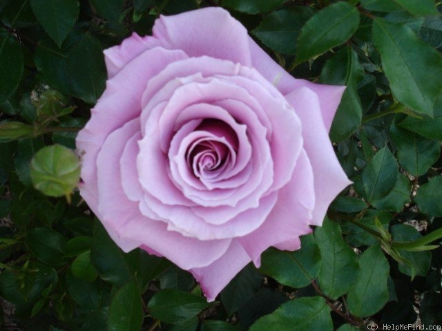 'Hansa-Park' rose photo
