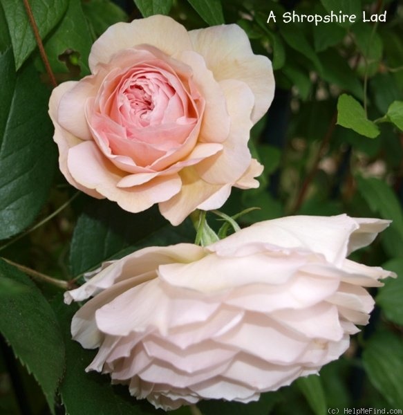 'A Shropshire Lad' rose photo