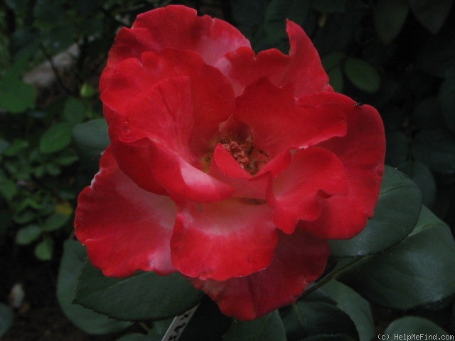 'Gerri G.' rose photo