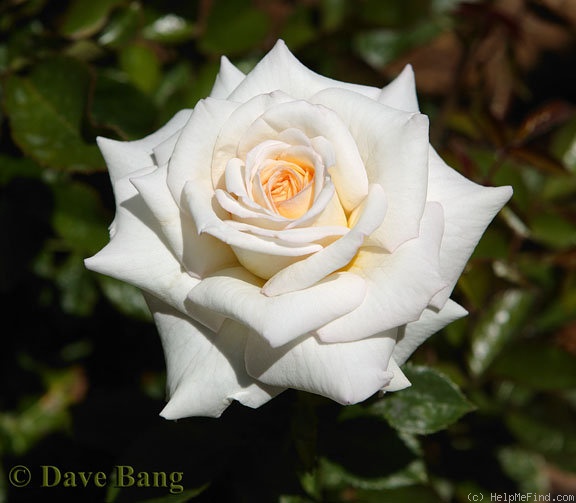 'Twinkle little star' rose photo