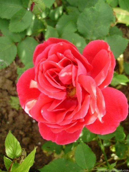 'Madame Jean Everaerts' rose photo