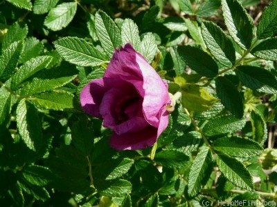 'Roseraie de l'Haÿ' rose, click to enlarge 'Roseraie de l'Haÿ' rose photo