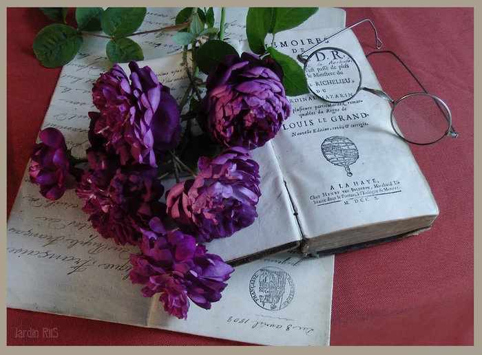 'Cardinal de Richelieu (Hybrid China, Parmentier, pre 1847)' rose photo