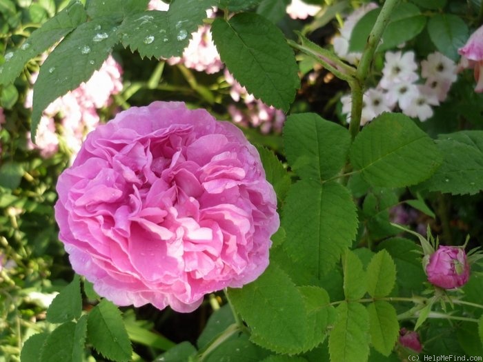 'Duchesse de Rohan (damask perpetual, Lévêque, 1846)' rose photo