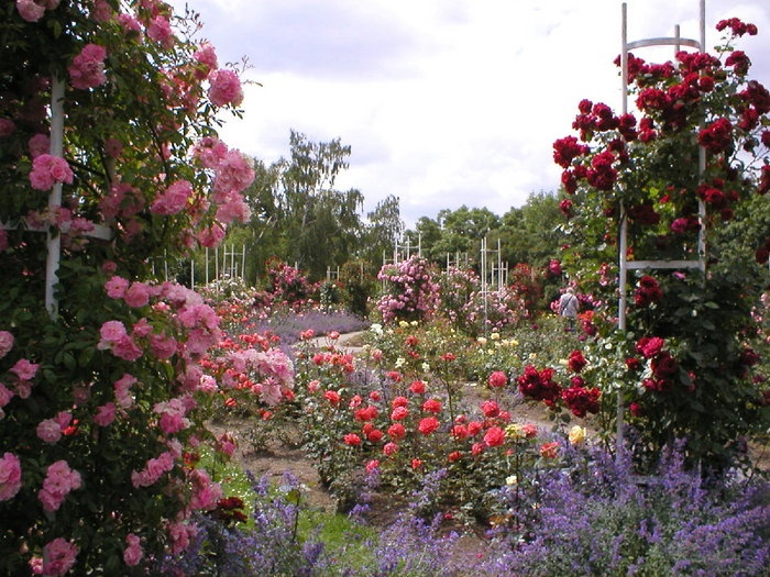 'Petrin Rose Garden'  photo