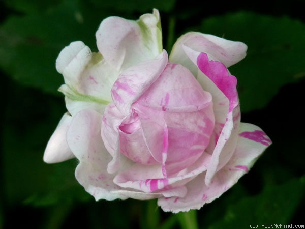 'Honorine de Brabant (Bourbon, Tanne, 1916)' rose photo