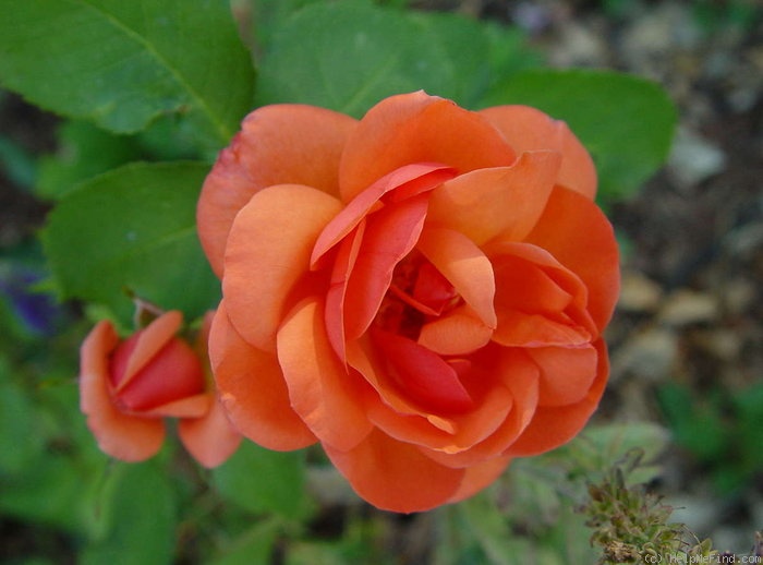 'Beautiful Britain' rose photo