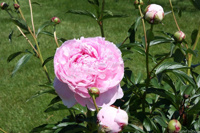'Sarah Bernhardt (hybrid lactiflora, Lemoine, 1906)' peony photo