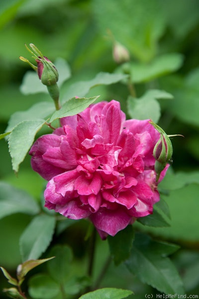 'Alice Hoffmann' rose photo