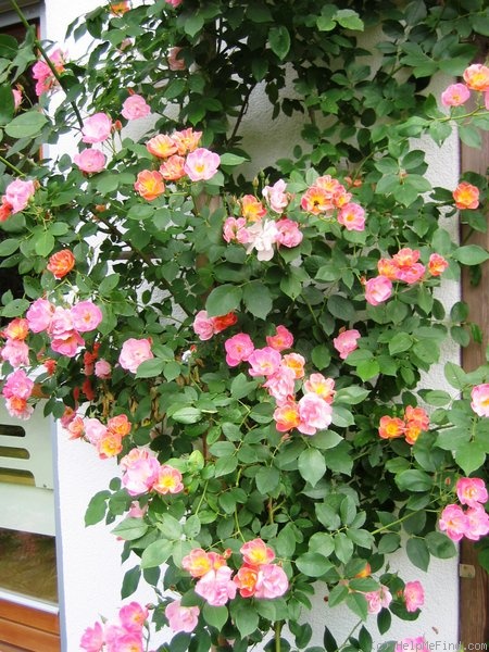 'Suzon' rose photo