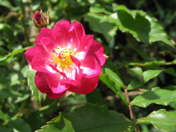 'Kiftsgate Violett' rose photo