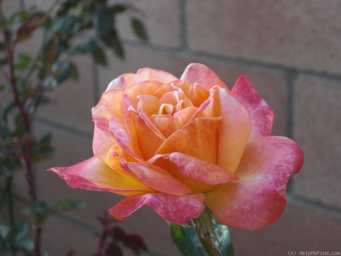 'Yankee Doodle ®' rose photo