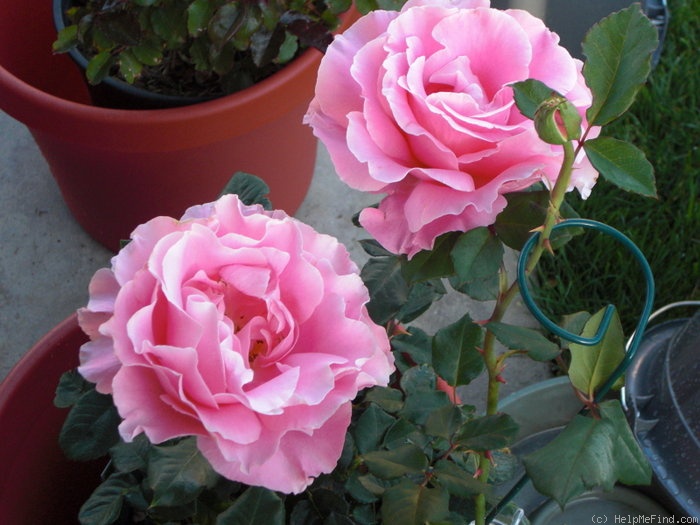 'Bewitched (hybrid tea, Lammerts, 1967)' rose photo