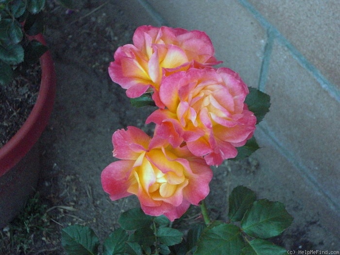 'Circus (floribunda, Swim, 1955)' rose photo