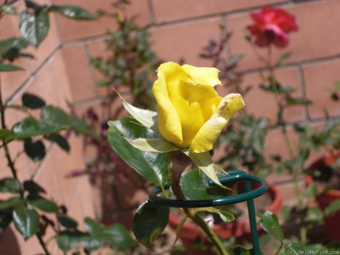 'King's Ransom' rose photo