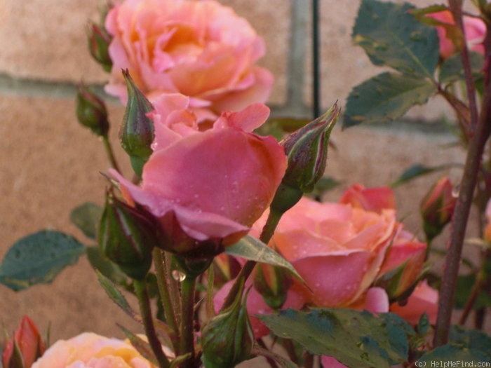 'Disneyland Rose ®' rose, click to enlarge 'Disneyland Rose ®' rose photo