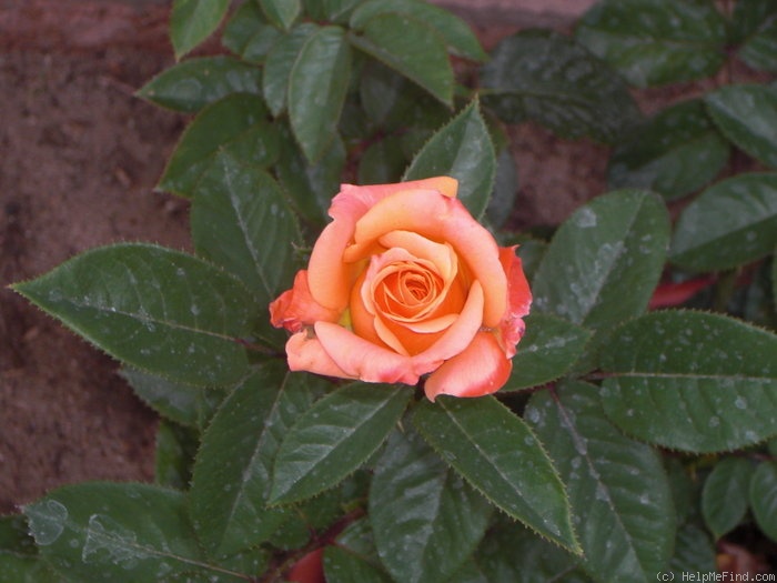 'Arizona (grandiflora, Swim & Weeks, 1973)' rose photo